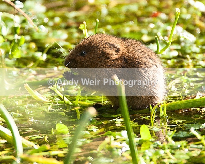 20090907-159 - Water Vole