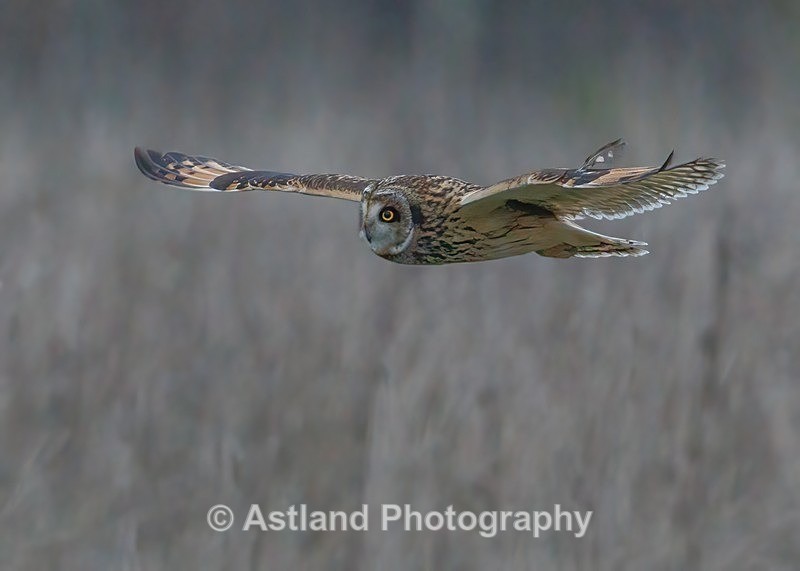 Short-eared Owl - Latest Images