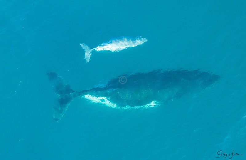 Humpback Baby 9