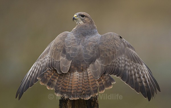 COMMON BUZZARD - BUZZARDS