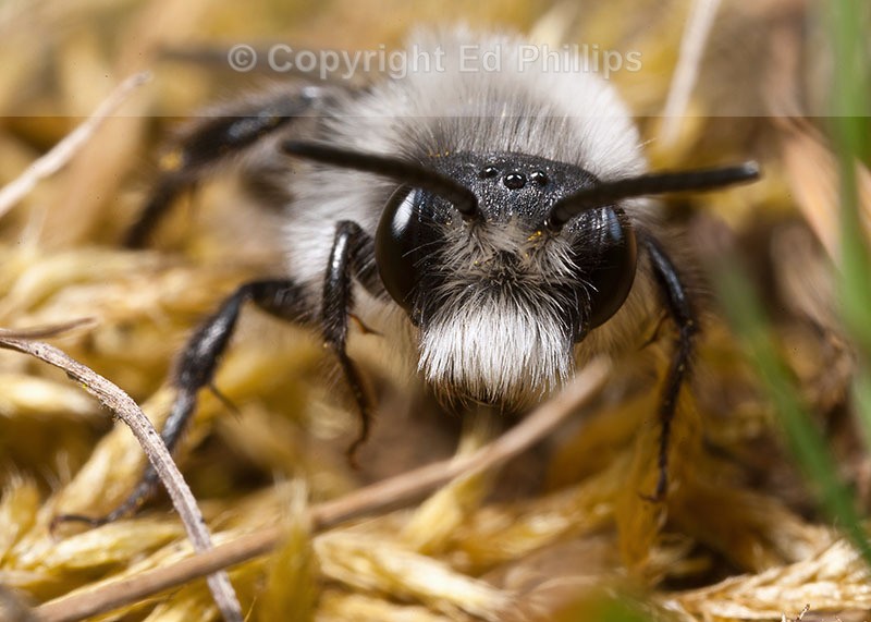 Andrena cineraria (m)