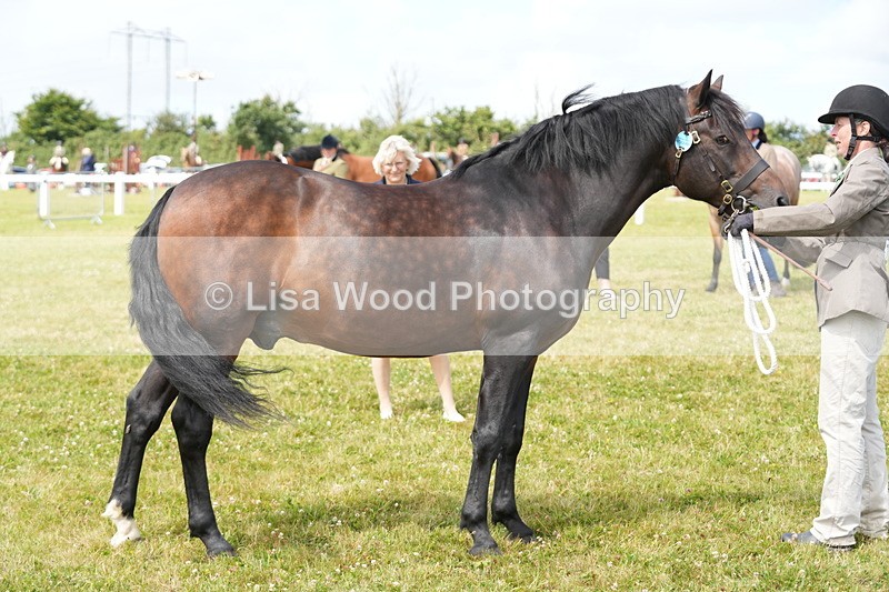 DSC05791 - Class 51: NPS M&M 4 years and over Large Breeds