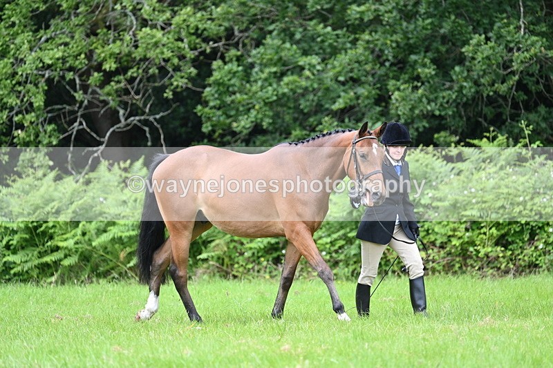 WJ7_3925 - Class 14A Handsome Gelding