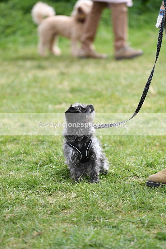 WJ5_9338 - Class 1 Best Cross Breed / Heniz 57