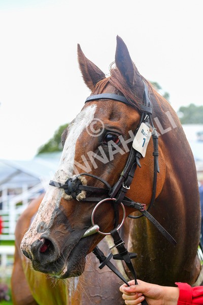 150723-Race 1-Blue For You-0119 - Race 1 2.00pm John Smith's Racing Handicap