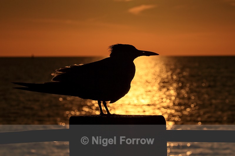 Silhouette of Royal Tern, Fort De Soto Park, Florida - Royal Tern