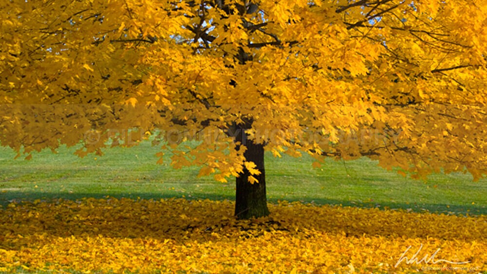 MapleLeafDrop - Trees