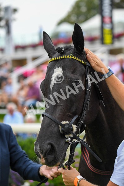 100923-Race 5-Commanche Falls-0959 - Race 5 3.50pm BetGoodwin Garrowby Stakes
