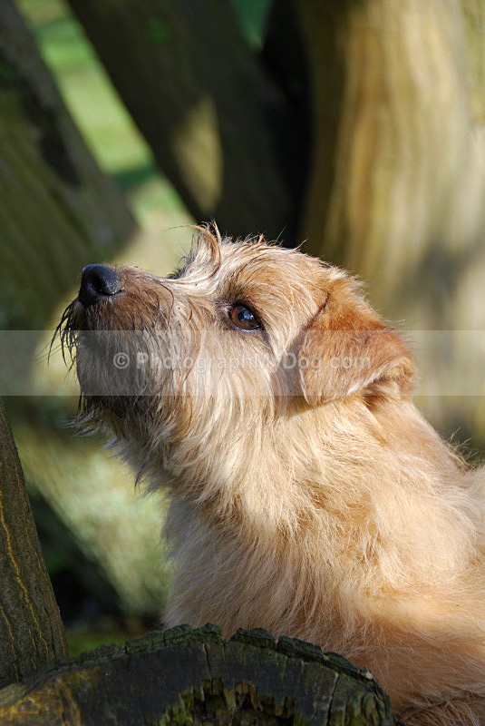  - Norfolk Terriers