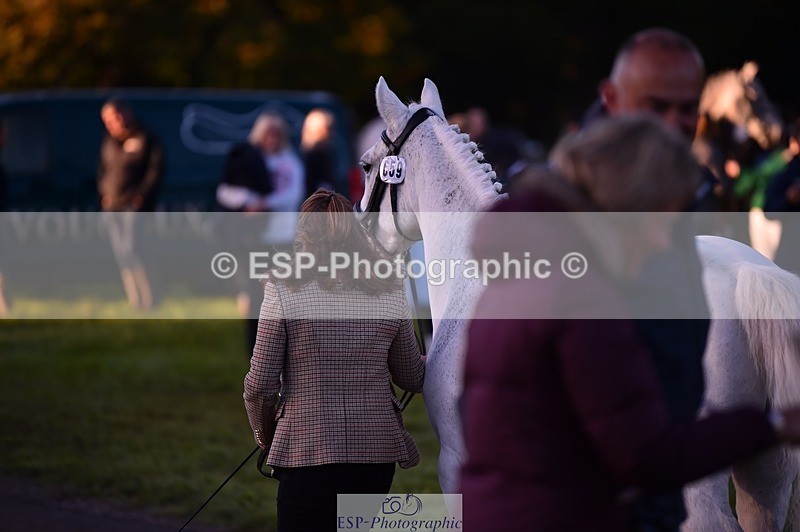 231022-083322-21230 - 659-MACS.BOY-Daisy.Fulton-TrotUp+SJ