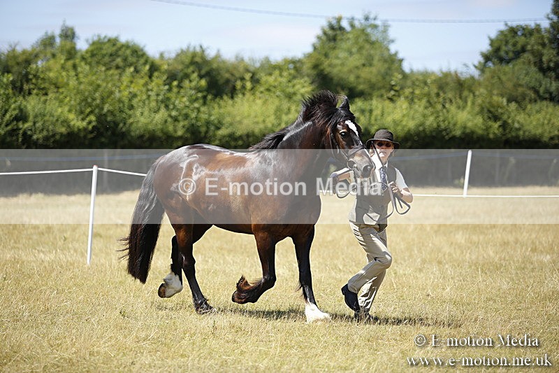 _C7A0050 - BVRC Sow 2018 Ring 2