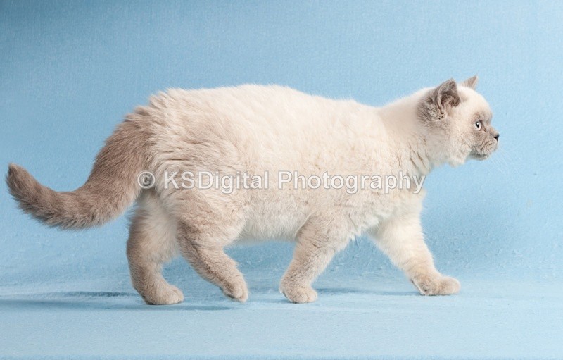  - Windymeadow British Shorthairs & Exotics