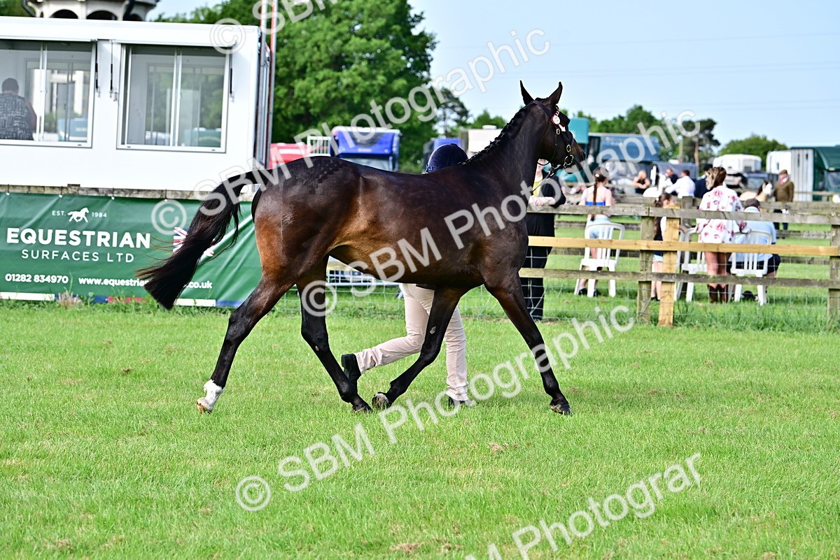 SBM_00128 - Class 46-49 - Arab and Part Bed-Anglo Arab In Hand