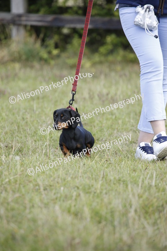20250831-3743 - Dog Show
