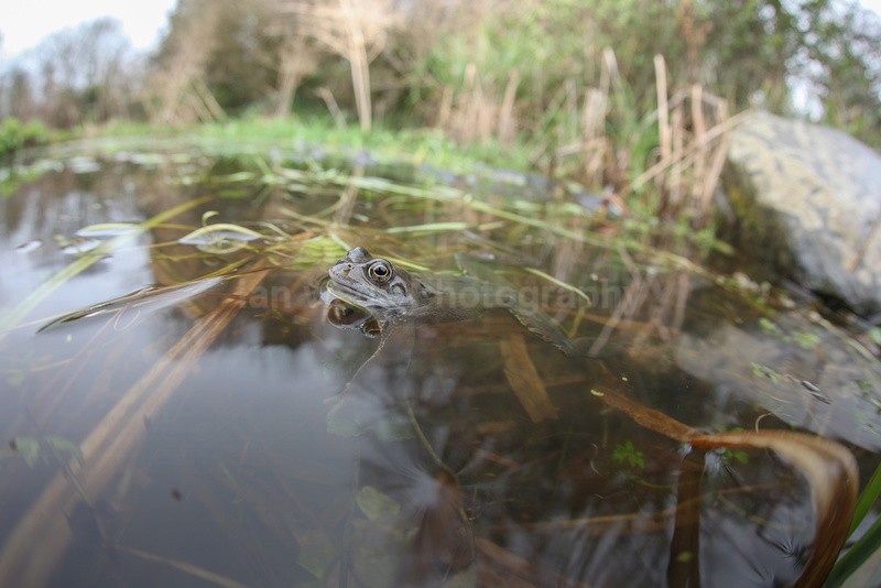  - Reptiles, amphibians & pond life, Great Britian