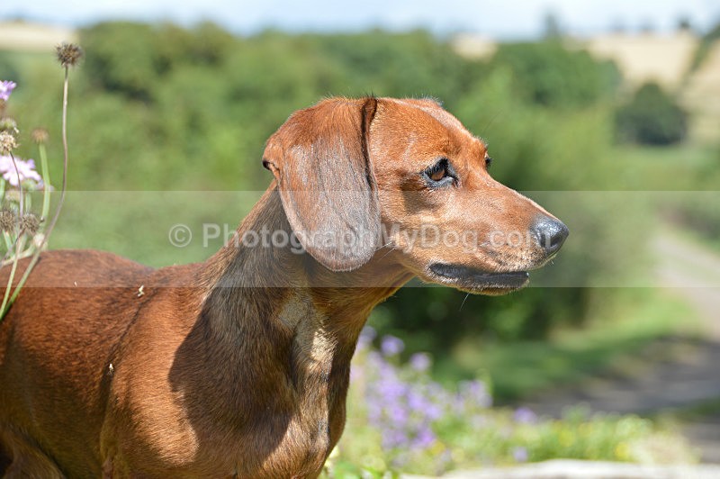  - Dachshunds