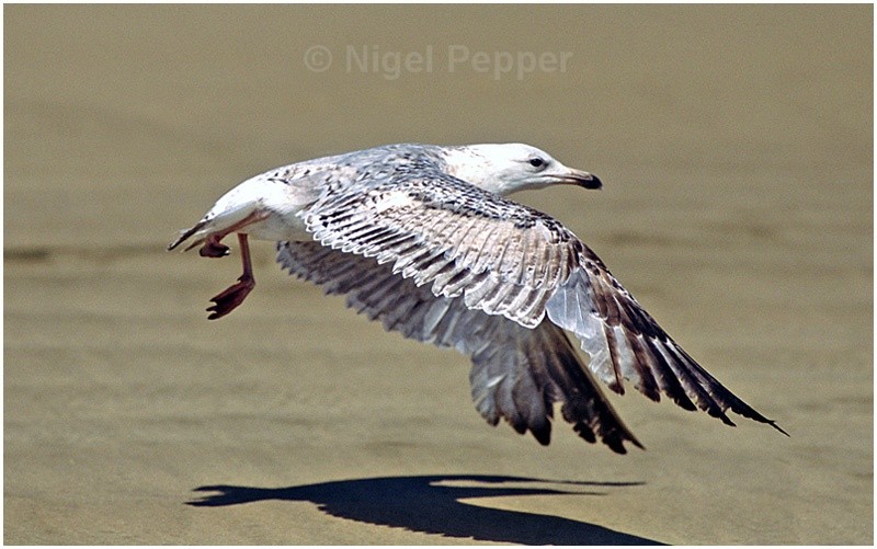 Early May 2004 (1) - Leggy the Herring Gull