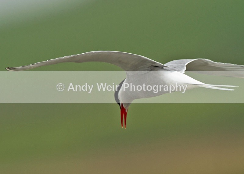20100718_1602 - Terns