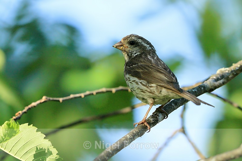 Purple Finch (female), Minnesota, USA - Purple Finch