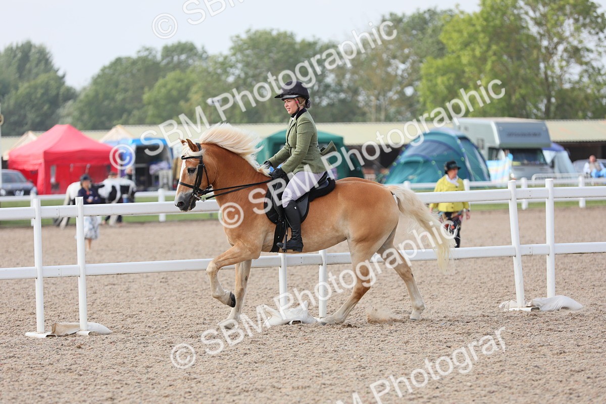SBM_11431 - Class 305 Ridden Foreign Breeds- Pure Bred