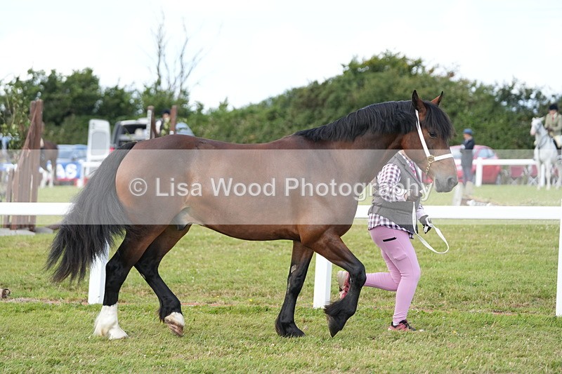 DSC05756 - Class 51: NPS M&M 4 years and over Large Breeds