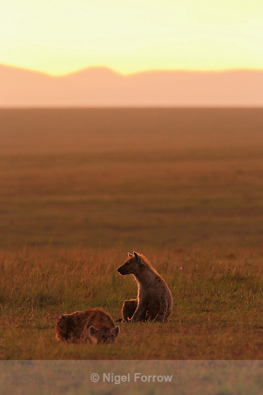Spotted Hyenas at dawn - Hyena