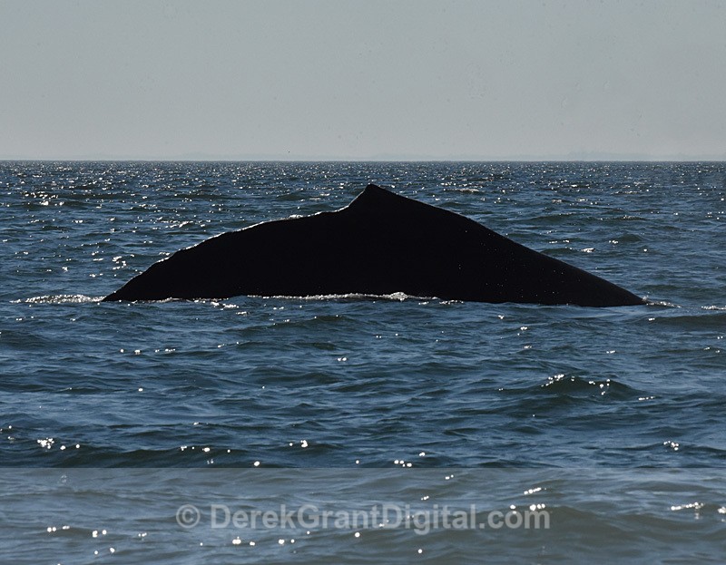 Humpback Whale Megaptera novaeangliae namesake profile - Whales / Sea Mammals