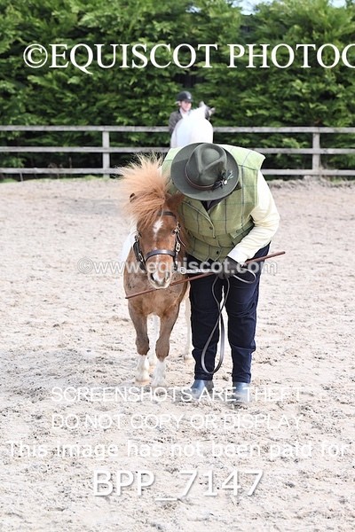 BPP_7147 - RING 1  (RIDDEN HORSES / IN HAND / VETERAN ETC)