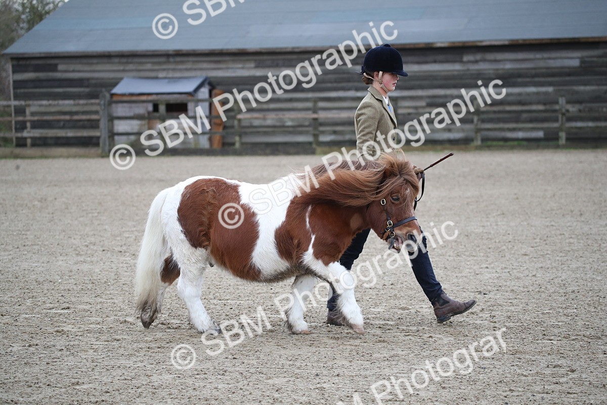 SBM_003905 - Class 1-4 - Young Stock classes Inc. In Hand Championship
