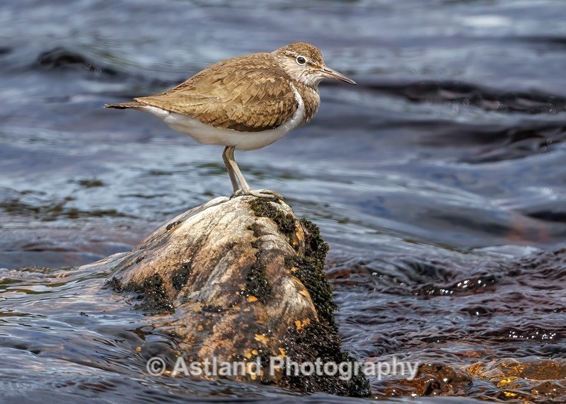 Common Sandpiper - Latest Images
