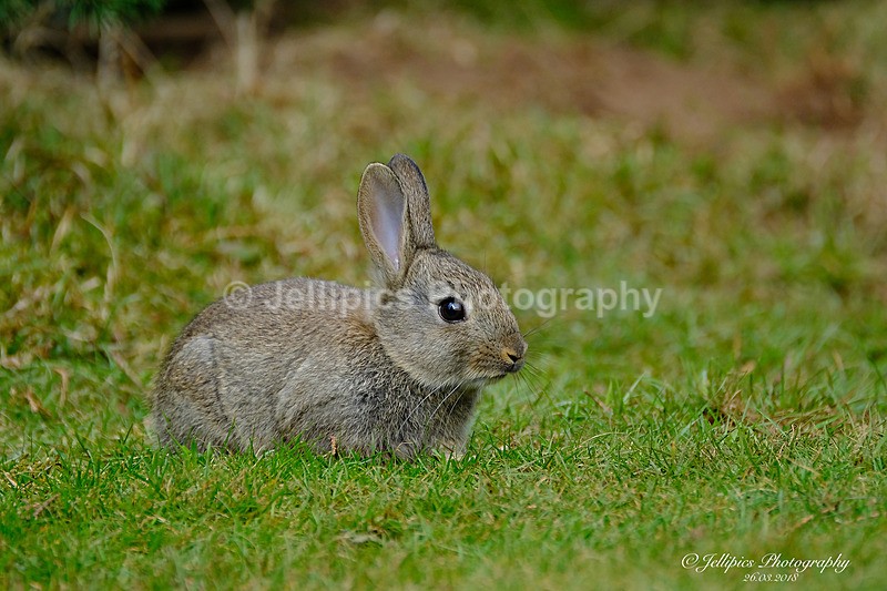  - Wildlife and Nature