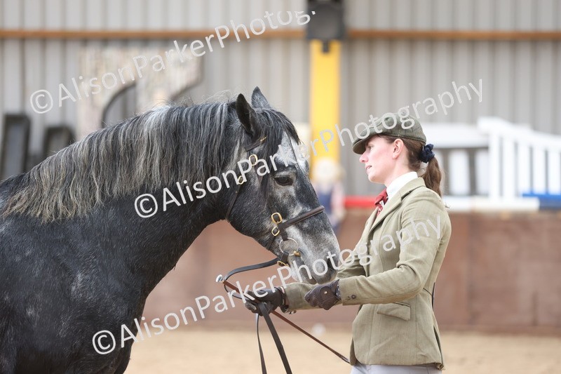 20251109-1007 - Class 27 - Stallions 4 Years and over