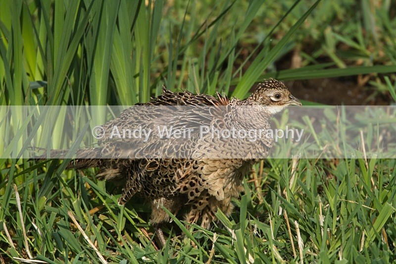 20110425-IMG_5037 - Pheasants