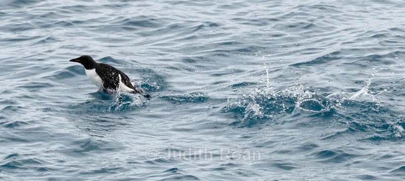 Thick-billed Murre - Svalbard, Norway 2023