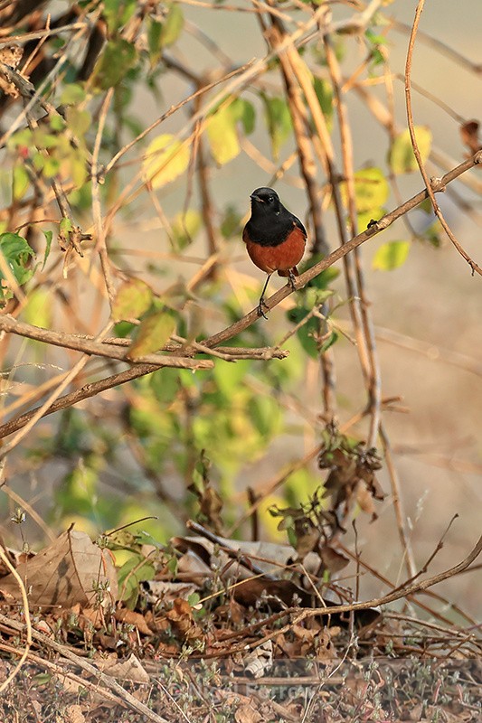 Black Redstart perched in bush, Bandhavgarh, India - Black Redstart