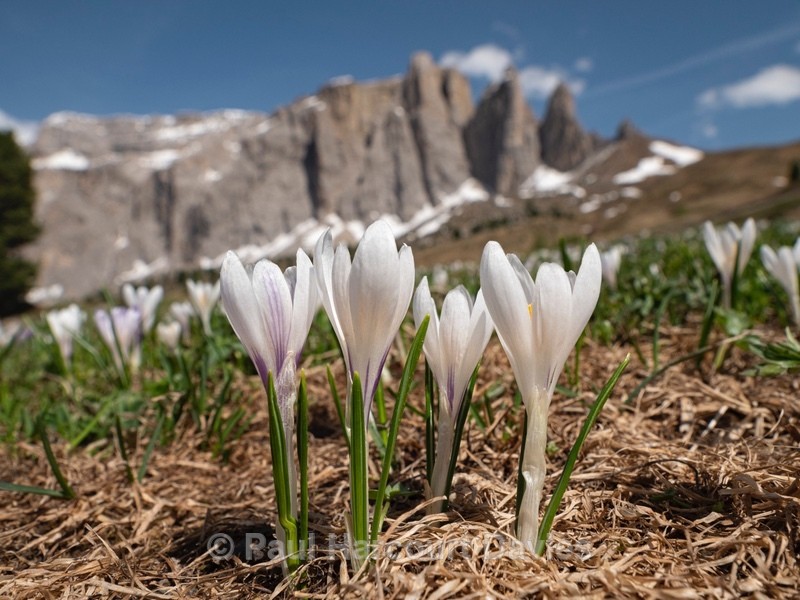 White crocus (Crocus vernus ssp albiflorus)  - Flowers in the Landscape