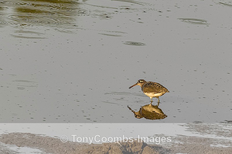Painted Snipe - Mana Pools ~ The Birds