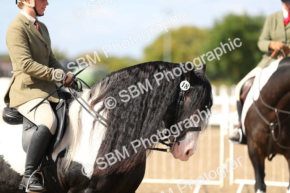 SBM_03225 - Class 44 Riding Club Horse/ Pony
