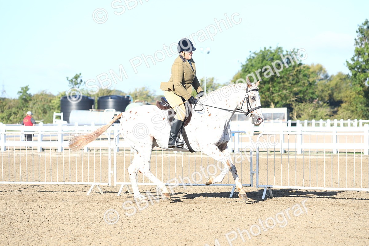 SBM_08565 - Class 502 - Riding Club Horse