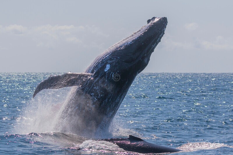 0A3A3392 - 2024 Whale Photos