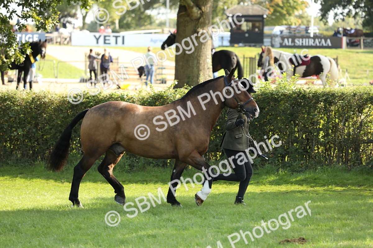 SBM_62332 - S45 - Mini Show Cob In Hand