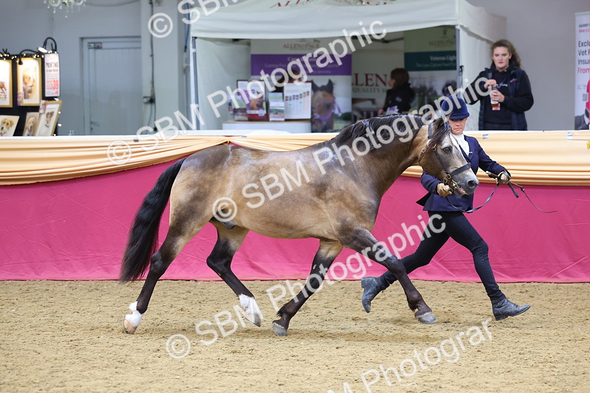 SBM_22678 - Class 903 - Supreme Final - IH Pre Vet