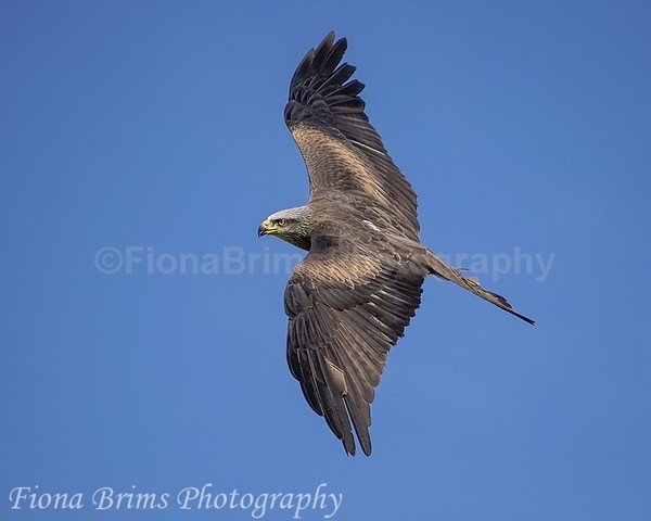 WowPD Mar17-151 - Birds of Prey
