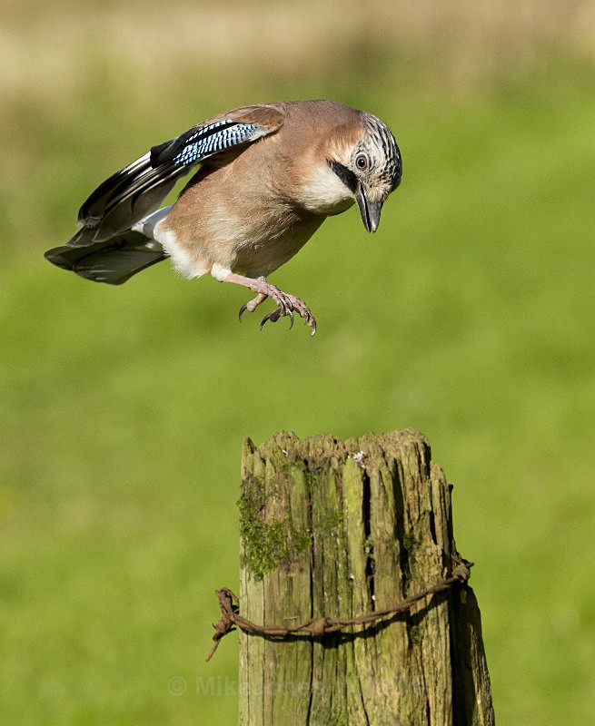 Jay coming in to land - FAVOURITES WILDLIFE GALLERY. Selected images from the wildlife collections.