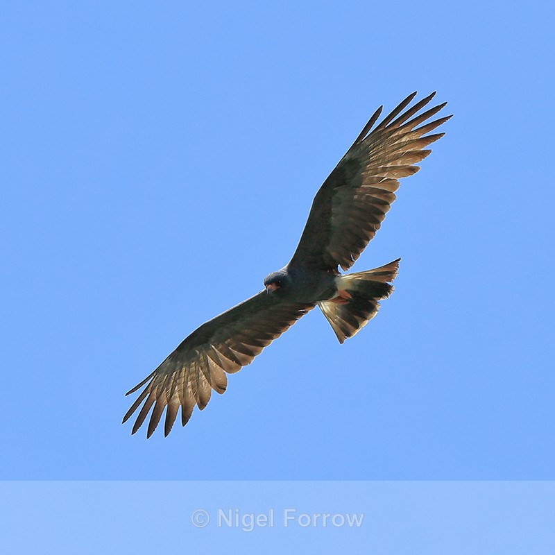 Snail Kite in flight, Panama - Snail Kite