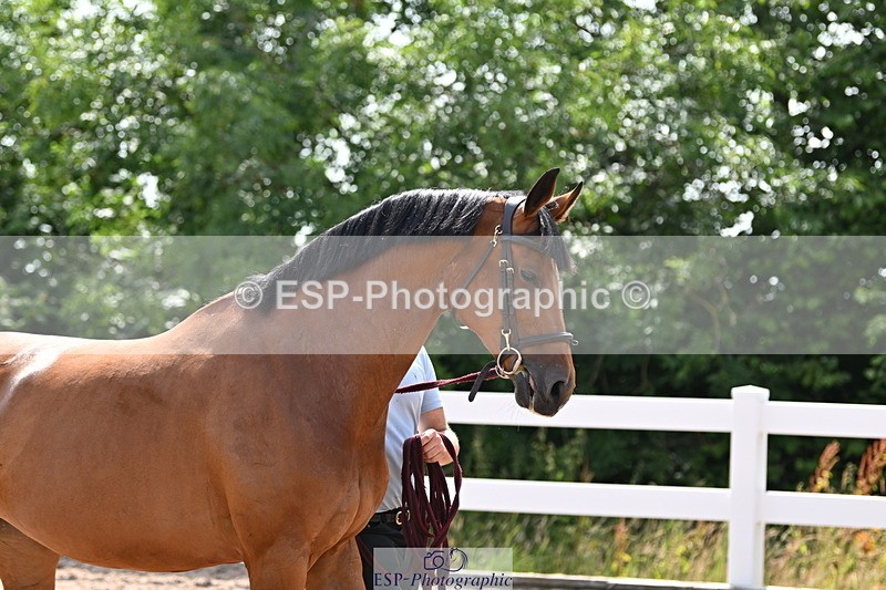 240717A-155747-03219 - Trot Up 3pm to 4pm