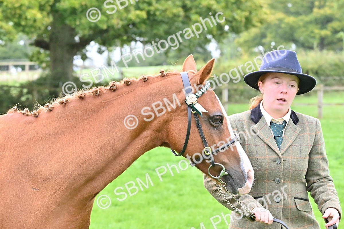 SBM_57565 - S46 - Part Bred Arab & Native Pony In Hand