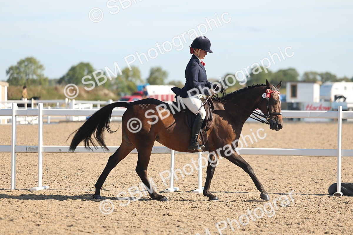 SBM_12172 - Class 303 - Ridden Pure Bred Horse Pony