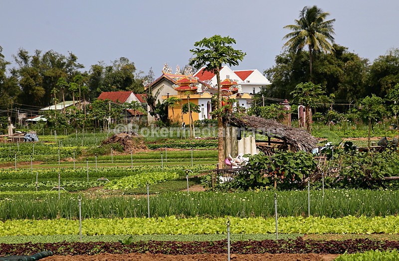 VIET_0443 - Vietnam 2017
