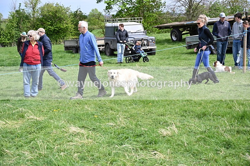 WJ6_8876 - Class 8 Best Working / Gun Dog or Bitch